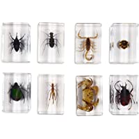 8 Insecto Arácnido Bloque acrílico Especimen Escorpión Cangrejo Abejorro Gorgojo Gorgojo